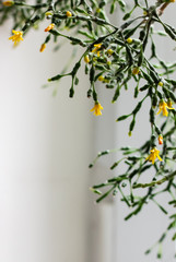 Small yellow flowers on green branches on a light background. Indoor plant. Plenty of room for text.