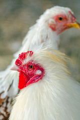 Close-up portrait of a rooster on a chicken farm