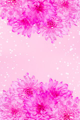Purple chrysanthemum flowers close up with sparkle light on pastel pink background. Summer beautiful vertical banner with space for text. Vibrant blooming macro shot. Natural design template for web
