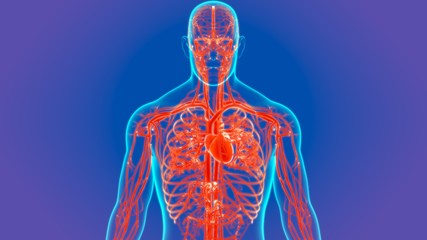 3D Illustration Human Heart With Circulatory System Anatomy