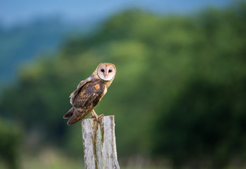 Barn owl (Tyto alba) perched. 