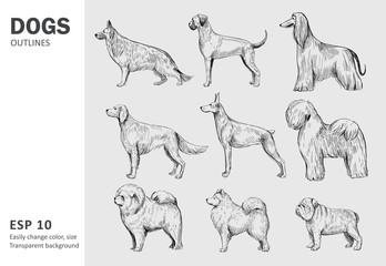 Set of popular breeds of dog. Hand drawn vector outlines. Black on transparent background