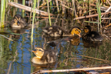 Mallard ducklings swimming amongst reeds in April sunshine