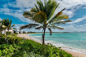 luxury and palm trees on the white sand tropical island of Anguilla