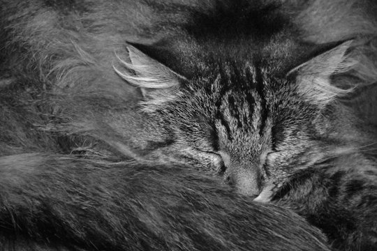 Cleo 1