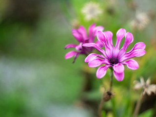 Flowers from my backyard Garden 