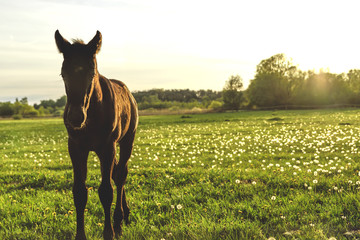 Fohlen auf der Weide © stadelpeter