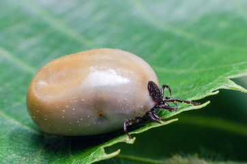 Swollen mite from blood, a dangerous parasite and carrier of infection sits on a leaf