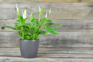 Peace lily flower in flower pot on wooden background