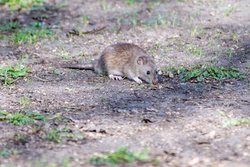 Ratte