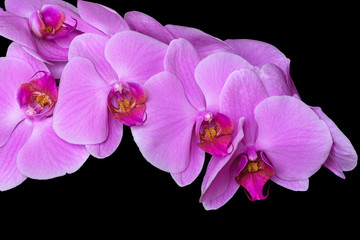 Fototapeta na wymiar Phalaenopsis Orchidee lila