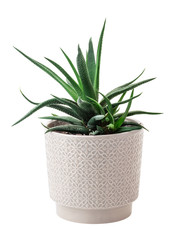 Houseplant Haworthia in a ceramic pot. Isolated on a white background. Interior decoration.