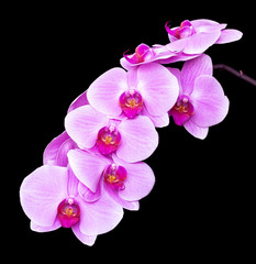 Fototapeta na wymiar Phalaenopsis Orchidee lila