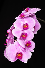 Phalaenopsis Orchidee lila vor schwarzem Hintergrund