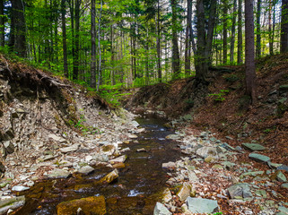 small brook in the middle of the Silesian Beskids forest