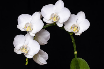 Weiße Mini-Schmetterlings-Orchidee vor schwarzem Hintergrund