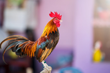 This is the type of chicken that is raised for fighting in our country. Red crested Thai chicken...