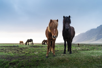 Icelandic horses are very unique creatures for the Iceland. These horses are more likely ponies but...