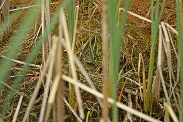 Teichfrosch (Pelophylax esculentus) am Teichufer