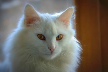 The cat is white, fluffy, with mane, yellow eyes