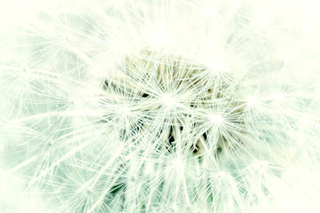 Dandelion close up abstract background. toned image