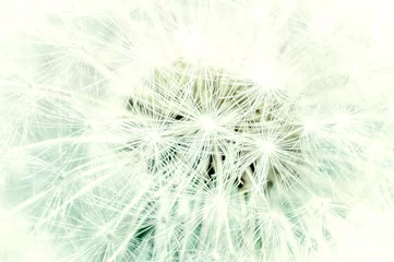Rolgordijnen Dandelion close up abstract background. toned image © andyborodaty