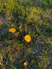 Beautiful dandelion in early spring