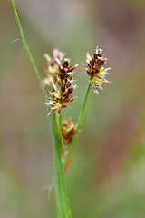 field wood-rush - Feld-Hainsimse (Luzula campestris), Spessart, Germany © bennytrapp