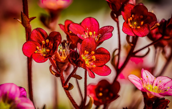Macro close up of red flowers of the mossy saxifrage, the mossy rockfoil (Saxifraga &times; arendsii)