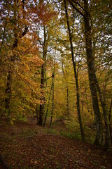 colorfully forest trees in autumn season on sunny day