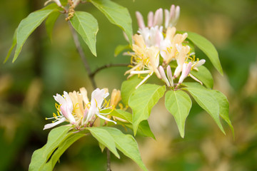 honeysuckle