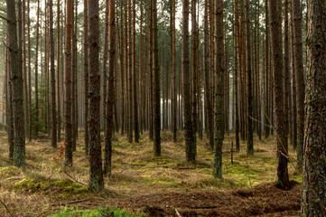 Coniferous forest with fog. Magic forest
