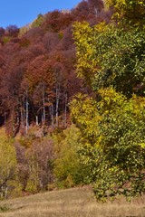 colorfully forest trees in autumn season on sunny day