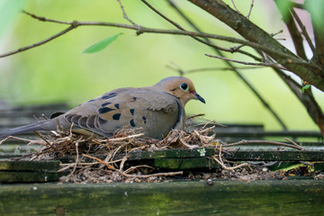 bird in nest