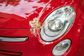 New Car Damaged by Bird Poop, the Result of Parking under a Tree