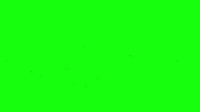 several black birds fly on the green screen