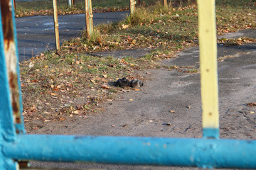 Fototapeta premium A pair of pigeons bask in the sun on a cold day. Copy space - autumn concept, romance, love.