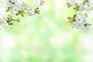 Branches of cherry blossoms on a blurred green natural background. Spring seasonal background. Soft focus