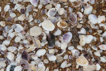 Shells in the beach