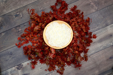 Bird Nest Fantasy Background Photo Prop with vine and red leaves Isolated on distressed wood.