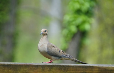 American mourning dove on the wooden deck