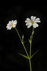 Greater stitchwort against black