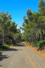 Fototapeta na wymiar Pretty dusty road through a forest of Mediterranean pine trees on the island of Lesbos, Greece.