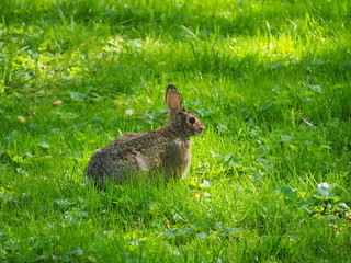 cottontail rabbit on green grass in springtime