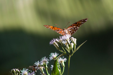Silver Pingo butterfly on flower in the garden