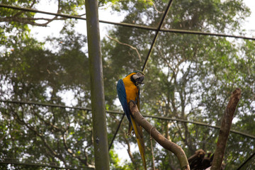 Papagaio