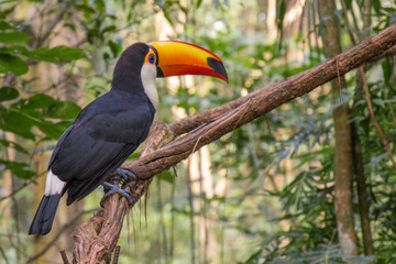 Tucano