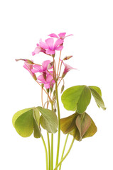 Oxalis flowers and foliage