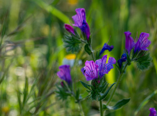 purple flowers in the garden