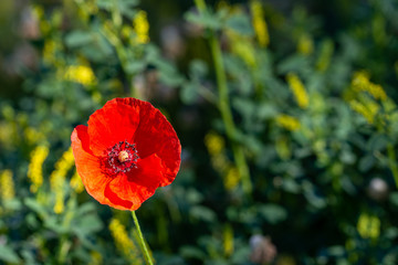 Lonely red poppy in the undergrowth